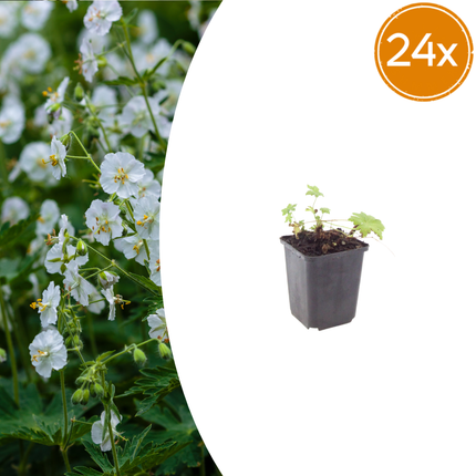 Geranium macrorrhizum 'White Ness' - Ooievaarsbek - ↕10-25cm - Ø9cm - 24x