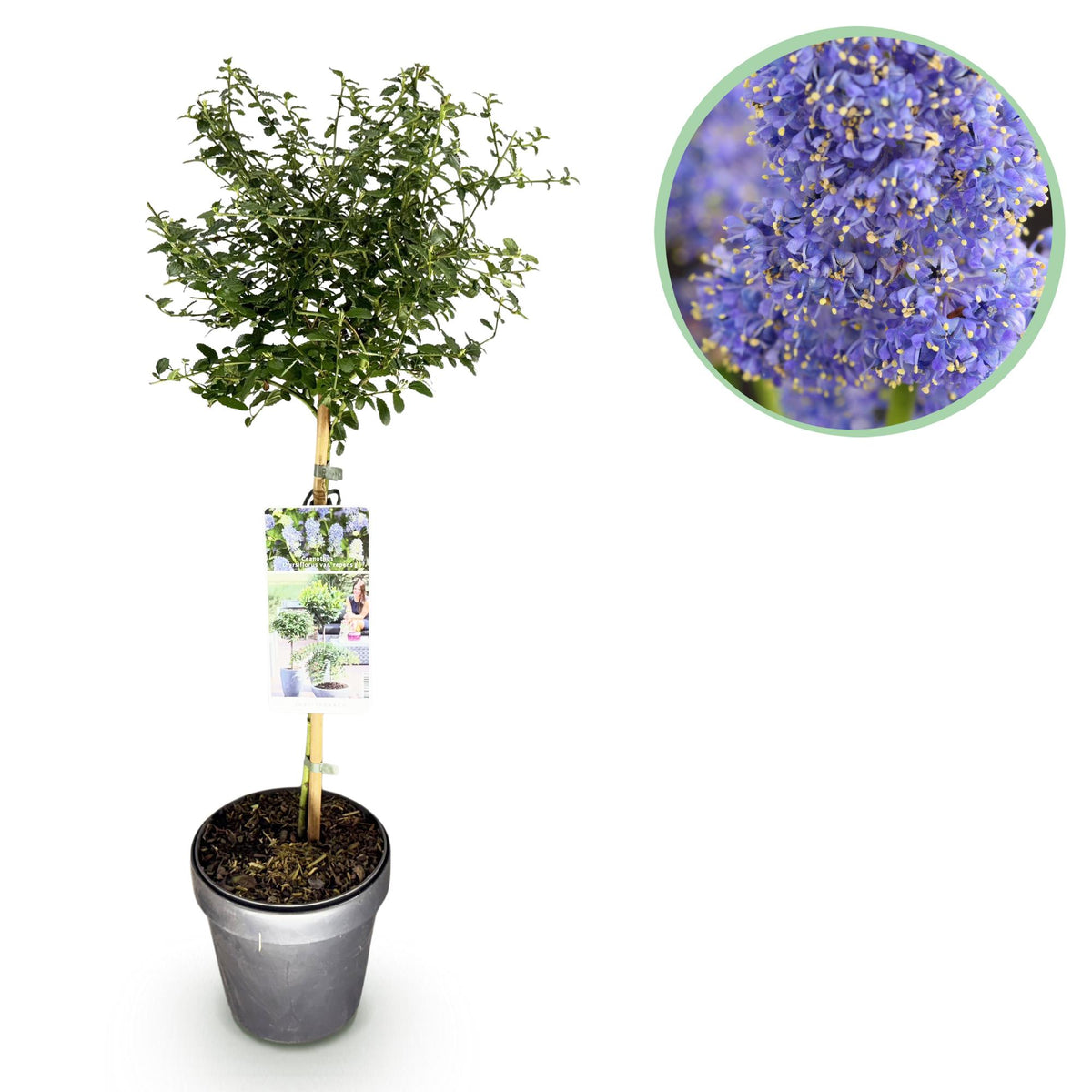 Ceanothus thyrsiflorus Repens – Lila Blume – Topf 19 cm Höhe 90 cm —  Planten247.nl