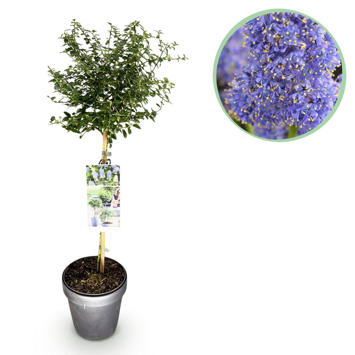 Ceanothus thyrsiflorus Repens - Paarse Bloem - Pot 19cm Hoogte 90cm