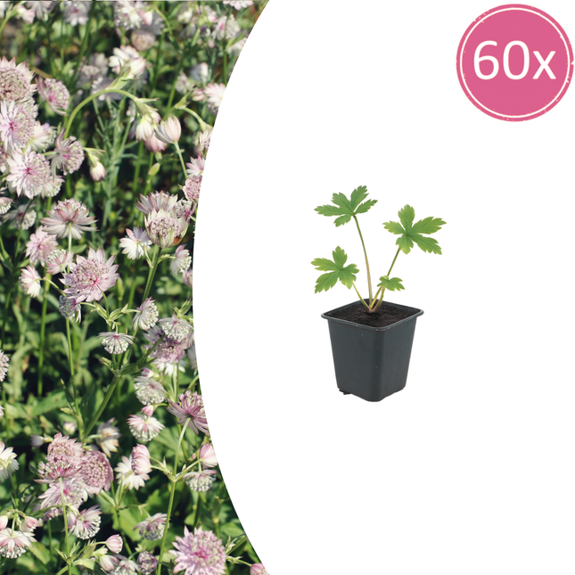 Astrantia major - Havknap - ↕10-25cm - Ø9cm - 60x