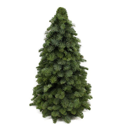 Nobilis Christmas Tree - ↕60cm