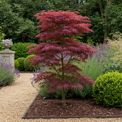 Japansk ahorn - Acer palmatum Trompenburg - Mørkelilla - ↕70cm - Ø19cm
