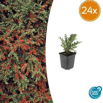 Cotoneaster horizontalis - Vlakke dwergmispel - ↕10-25cm - Ø9cm - 24x