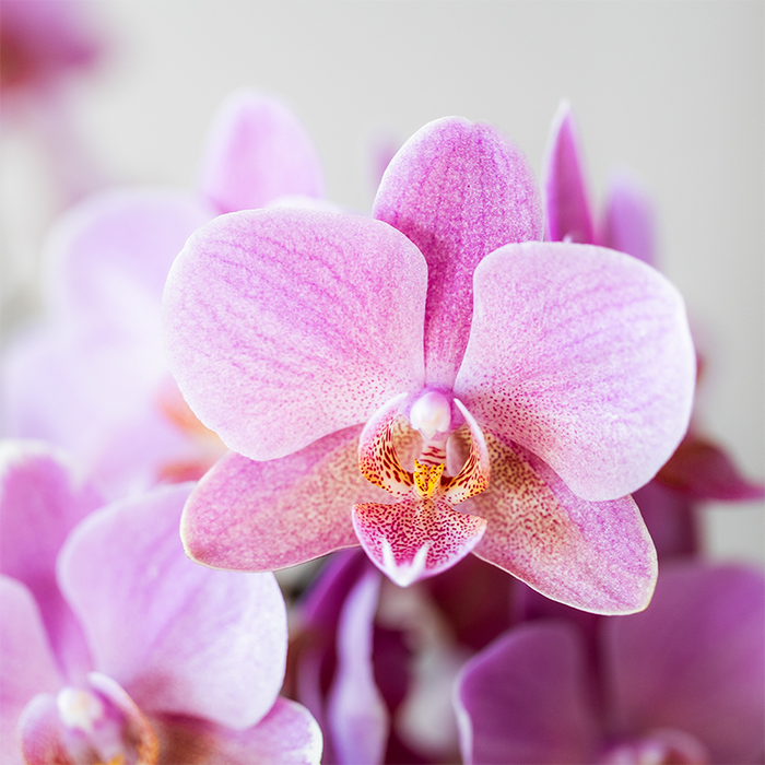 COMBI DEAL van 4 Roze Phalaenopsis orchideeën - Treviso - Ø9cm | bloeiende kamerplant