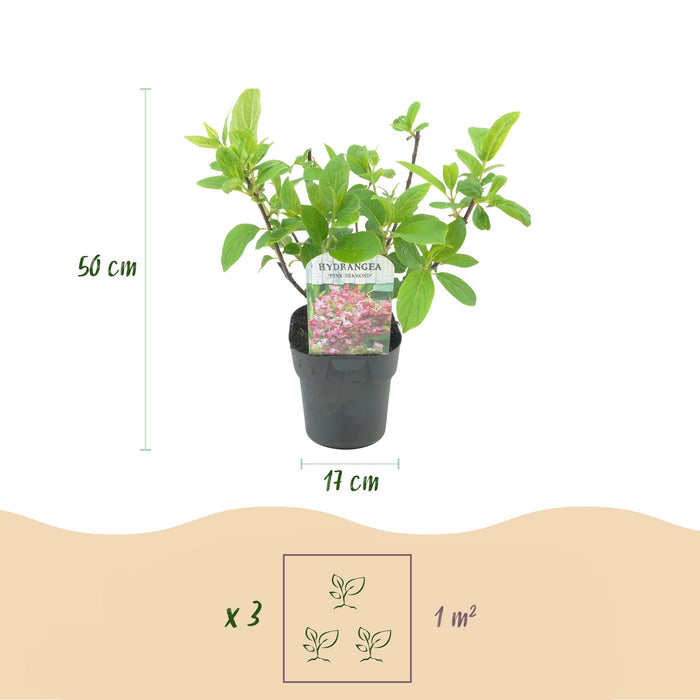 Pluim Hortensia - Hydrangea panniculata Pink Diamond - Bloem Wit Roze  - 3 Planten - 1 m2 - Bladverliezend - Grote Bloemen - Pot 17cm Hoogte 50cm