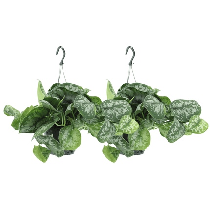 Scindapsus Pictus Trebie - Epipremnum - ↕25cm - Ø15cm - 2x