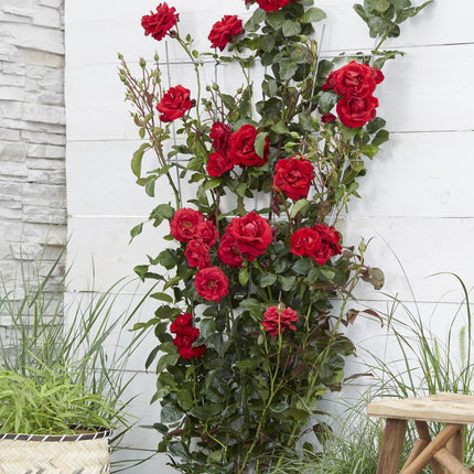 Rosa Crazy in love 'Red' - Red Rose - ↕65cm - Ø15cm