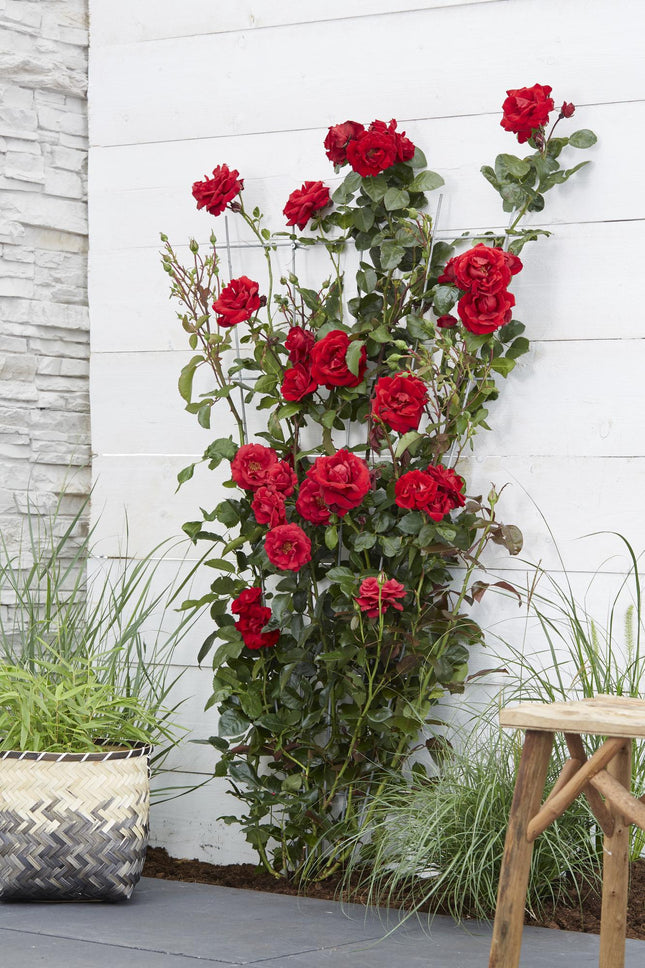 Rosa Crazy in love 'Red' - Rode Roos - ↕65cm - Ø15cm