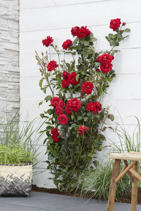 Rosa Crazy in love 'Red' - Rode Roos - ↕65cm - Ø15cm