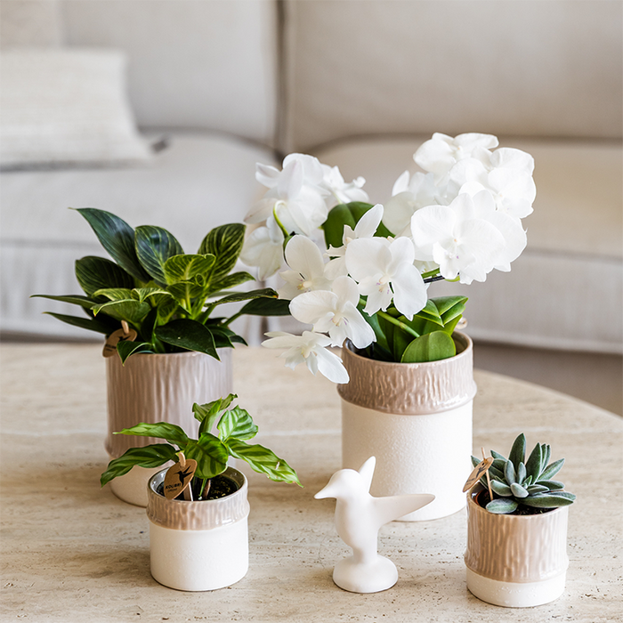 Kolibri Home | Tree sierpot - Sand - Ø9cm