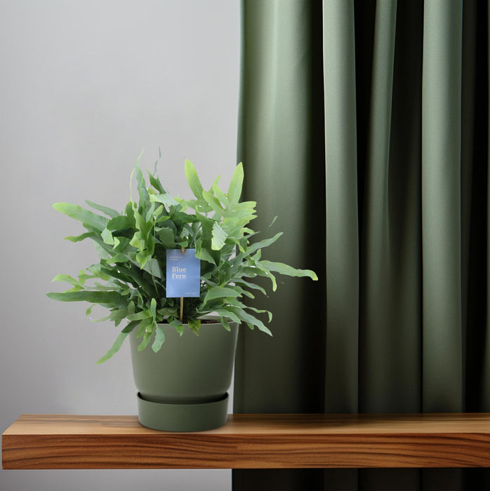 Phlebodium Blue Fern - Blauwvaren - ↕40cm - Ø14cm