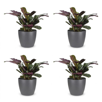 Ctenanthe Burle Marxii - Visgraatplant - 4x - met Potter Grijs - Pot 12cm - Hoogte - 30cm