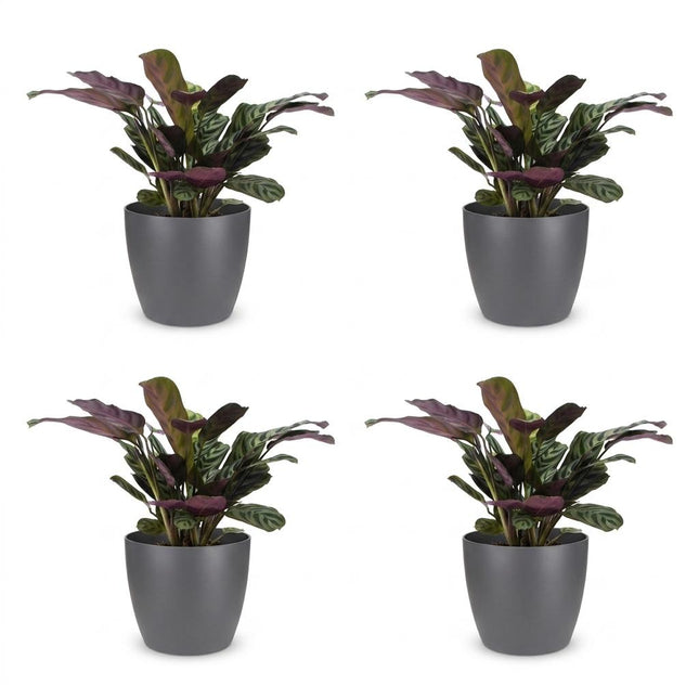 Ctenanthe Burle Marxii - Planta de espiga - 4 unidades - con Potter Grey - Maceta de 12 cm - Altura: 30 cm
