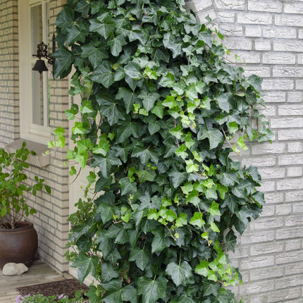 Hedera Helix - Ivy - ↕65cm - Ø15cm