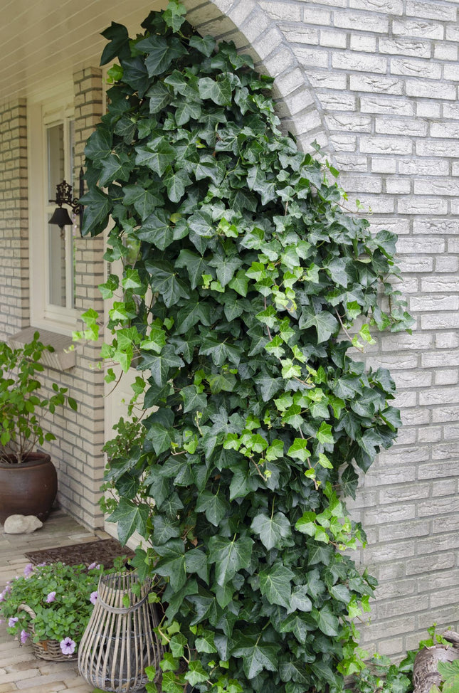 Hedera Helix - Klimop - ↕65cm - Ø15cm