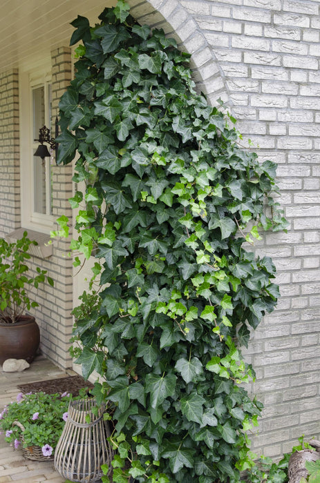 Hedera Helix - ↕65cm - Ø15cm