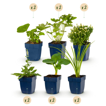 Borderpakket - Wit - Diversen - Soorten en kleuren - 12 Planten - Pot 11cm - Hoogte 15-25cm