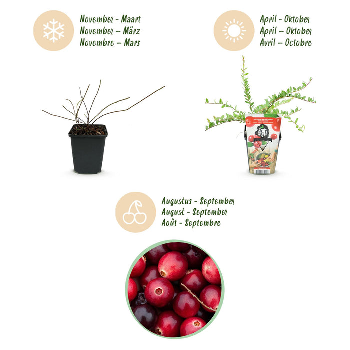 Blauwe Bes - Vaccinium macrophylla Early Black - Fruitplant - Winterhard - 3x - 9 cm - Donker Rode  Bes