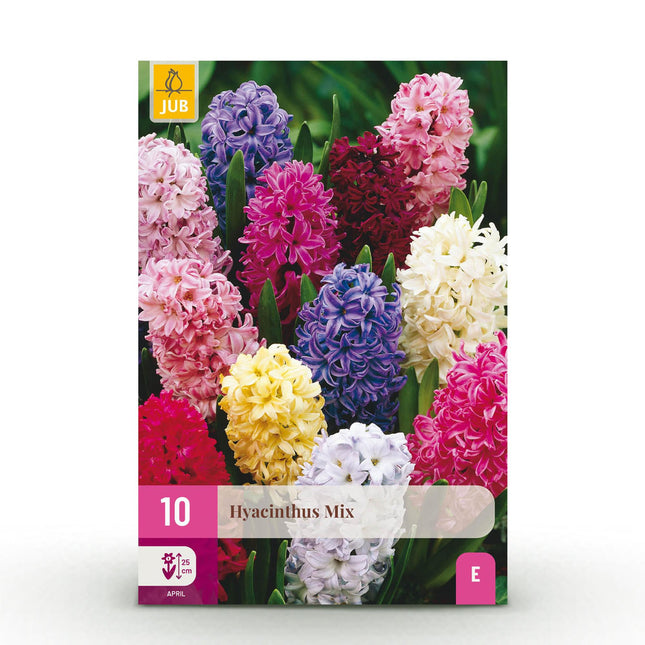 Bulbi da fiore - Mix di giacinti - Vari colori - 10 pezzi - Misura bulbo 14/15 - Confezione XXL