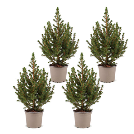 4x Picea glauca Conica - Kegelspar - Groen - Kerstboom - Ø13cm - ↕45cm