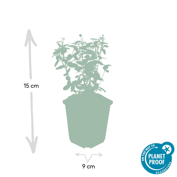 Euonymus fortunei radicans - Japanse Kardinaalsmuts - ↕10-25cm - Ø9cm - 6x