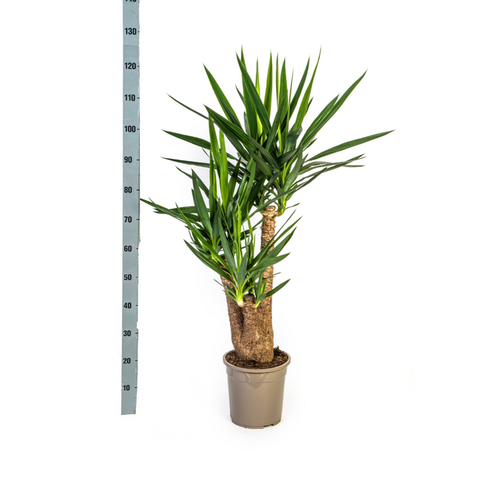 Yucca Elephantipes Vertakt met mand - ↕80-100cm - Ø24cm