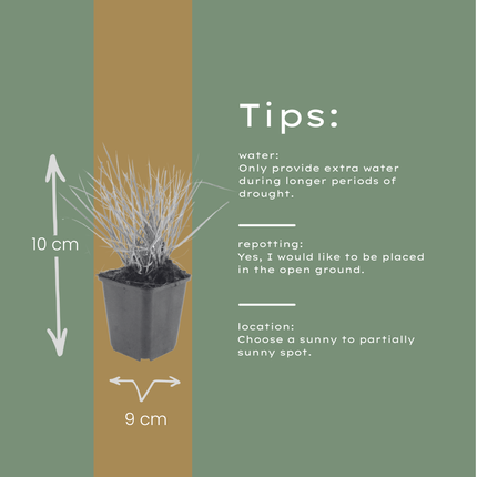 Herfstheidegras - Sesleria autumnalis - ↕10-25cm - Ø9cm - 48x