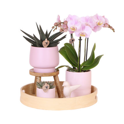 Gavesæt Stor | Grøn plante med lyserød Phalaenopsis-orkidé i lyserød Simplicity dekorative potter på bambustallerken