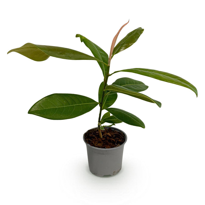 Magnolia grandiflora - Bloem Wit - 1 Plant - Bladhoudend - Weinig Onderhoud - Pot 12cm Hoogte 30cm