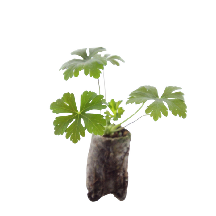 Geranium – 6 Pluggen | Kweek & Geniet van een Kleurrijke Tuin
