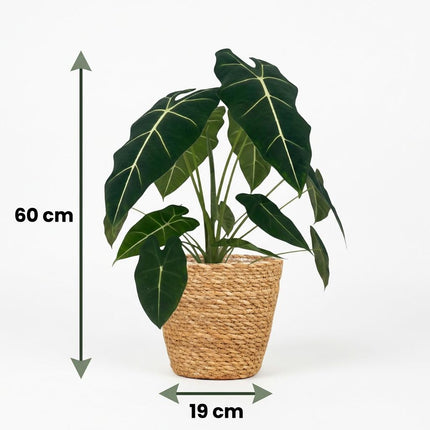 Alocasia Frydek - Elephant Ear - with Basket - ↕60cm - Ø19cm