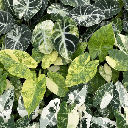 Baby Alocasia Tricolour Variegata 3x - Groen - Zwart - Variegata - Tropisch - Ø6cm - ↕5-15cm