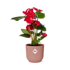 Anthurium rouge Ø12cm - en rose elho Vibes Fold Ø14cm