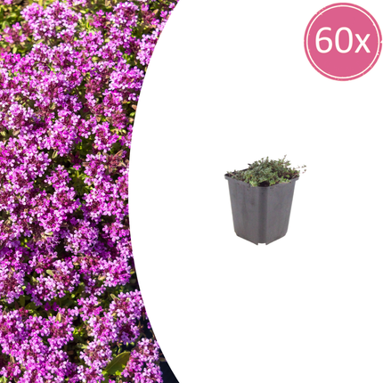 Thymus praecox 'Coccineus' - Kruiptijm - ↕10-25cm - Ø9cm - 60x