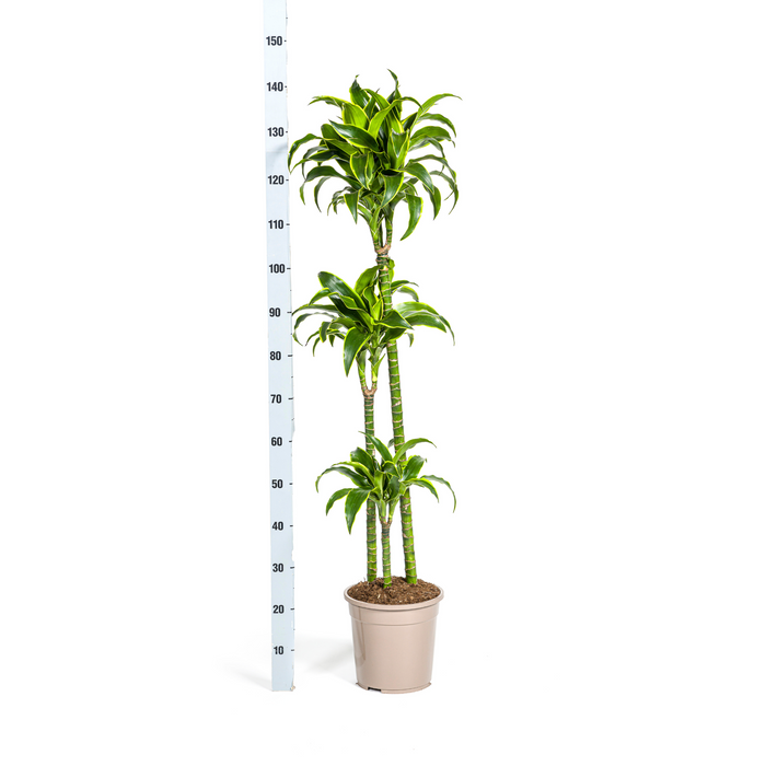 Dracaena Deremensis Dorado met mand Ø24cm - ↕120 - 140cm