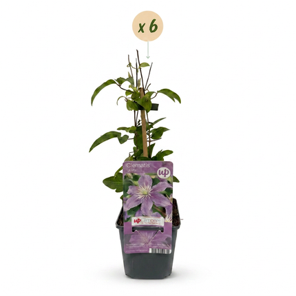 Clematis Justa - Bosrank 6x - Licht Blauw - Klimplant - Ø9cm - ↕35cm