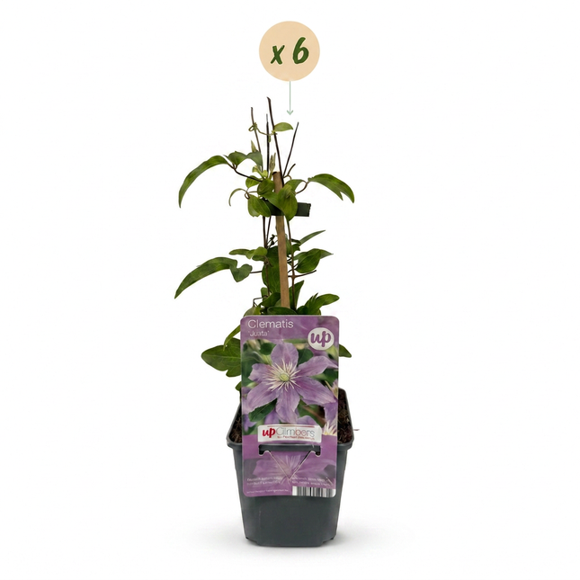 Clematis Justa - Bosrank 6x - Licht Blauw - Klimplant - Ø9cm - ↕35cm
