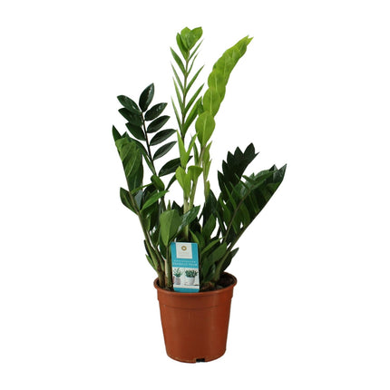 Zamioculcas Zamiifolia - ZZ Plant - ↕65cm - Ø17cm