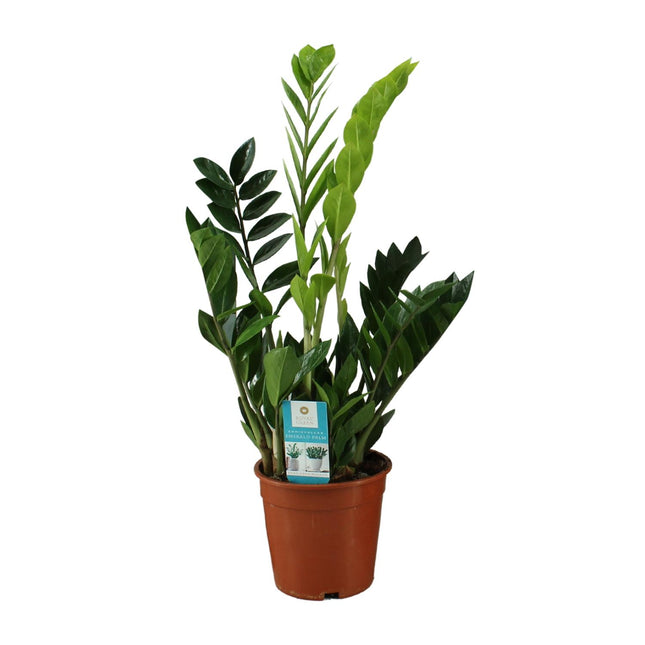 Zamioculcas Zamiifolia - ZZ-Pflanze - ↕65cm - Ø17cm