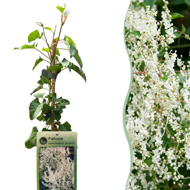 Fallopia aubertii - Bruidssluierplant 6x - Wit - Klimplant - Ø9cm - ↕35cm