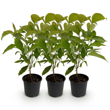 Cornus mas - Blomst Gul - ↕35cm - Ø12cm - 3x