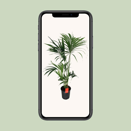 Howea Forsteriana - Palma Kentia - ↕130cm - Ø24cm