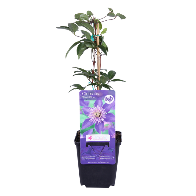 Clematis ‘Multi Blue’ 3x – P9 pot – bijzondere blauw bloeiende klimplant