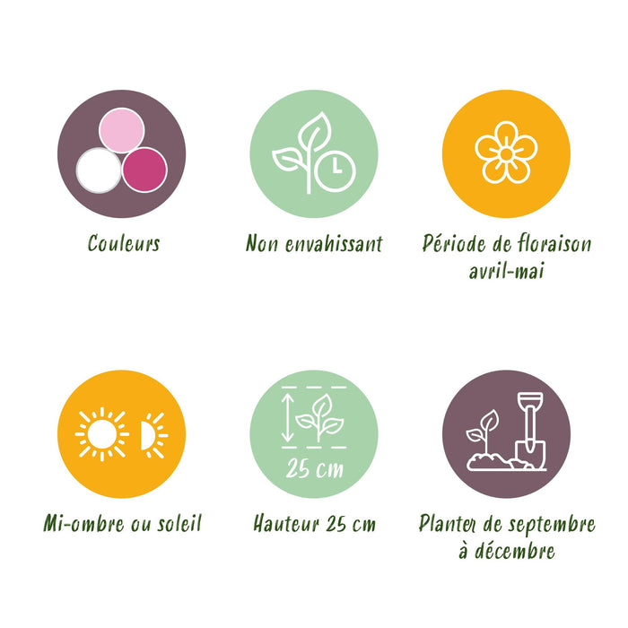 Bloembollen - Hyacinth Pastel mix - Diversen Pastel Kleuren - 10 stuks - Bolmaat 14/15 - XXL Pack