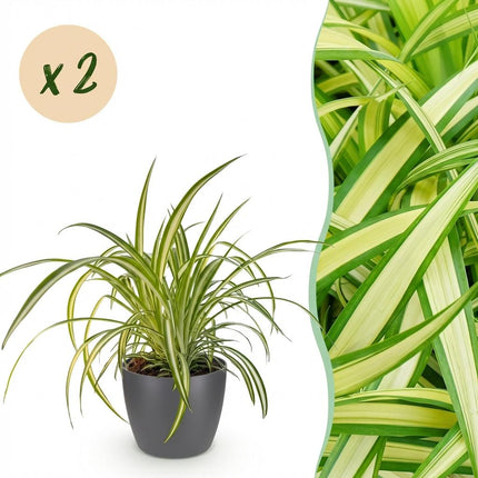 Chlorophytum comosum Variegatum - Variegated Spider Plant - with grey plant pots - ↕20cm - Ø12cm - 2x