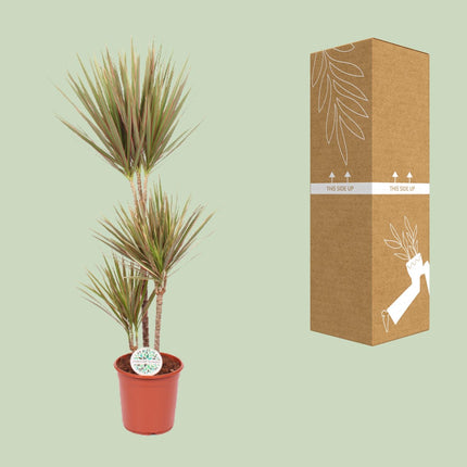 Dracaena Bicolor - Pianta del drago - ↕115cm - Ø24cm