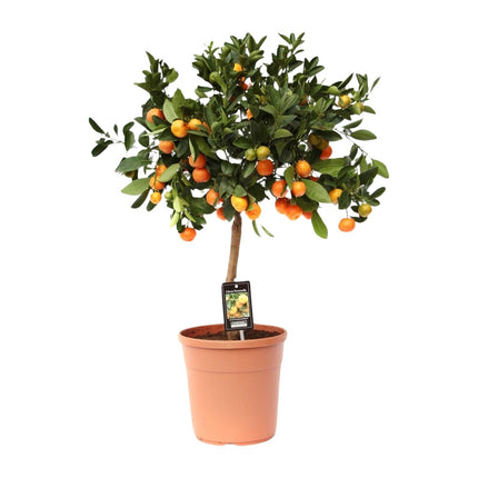 Zitrus Calamondin - ↕80cm - Ø22cm
