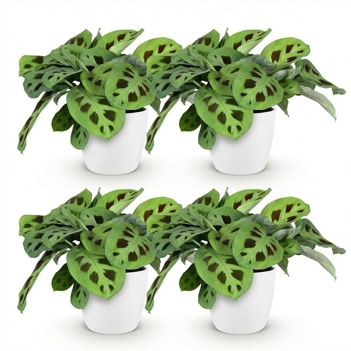 Maranta Fascinator Kerchoveana - Zebraplant - met witte plantenpotten - ↕25cm - Ø12cm - 4x