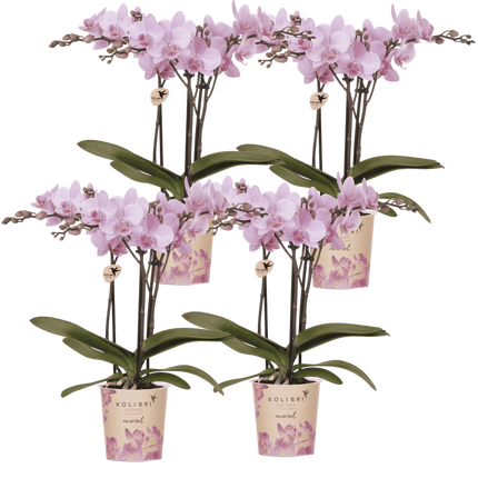 Kolibri Orchids | Combi Deal - 4 Roze Phalaenopsis Orchideeën Mineral Chamberry - Ø9 cm