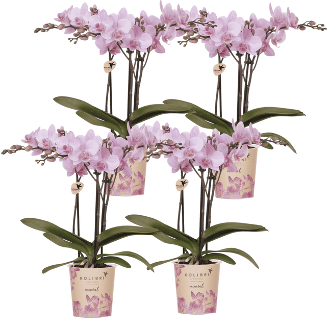 Kolibri Orchids | Combi Deal - 4 Roze Phalaenopsis Orchideeën Mineral Chamberry - Ø9 cm